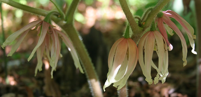 Podophyllum delavayi - Blüten