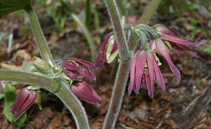 Podophyllum delavayi - Blüte