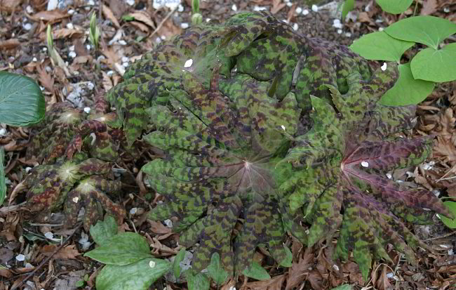Podophyllum delavayi