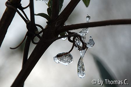 Eis-Tropfen in Clematis