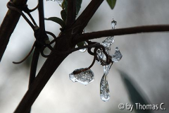 Eis-Tropfen in Clematis