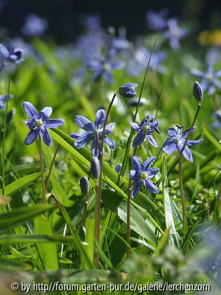 Schöner Blaustern (Scilla amoena)