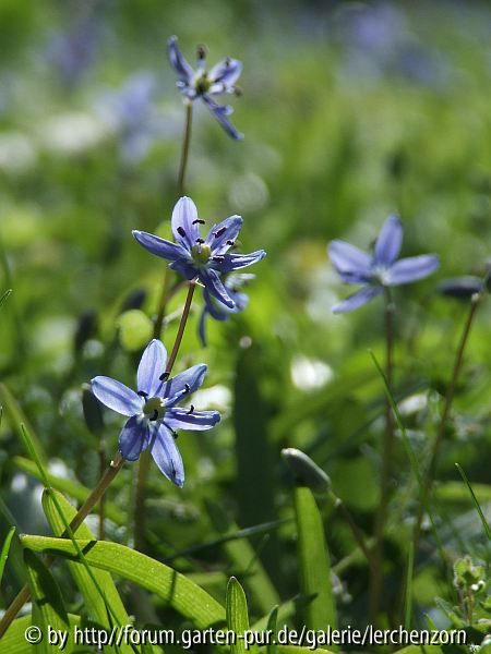 Schöner Blaustern (Scilla amoena