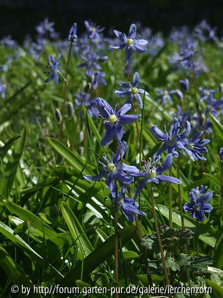 Schöner Blaustern (Scilla amoena)