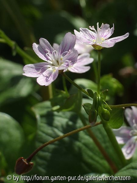 Sibirisches Quellkraut (Montia sibirica)