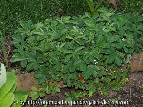 Fingerkraut-Hybride (Potentilla-alba-Hybr.)