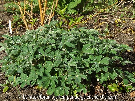 Fingerkraut-Hybride (Potentilla-alba-Hybride)