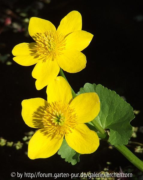 Sumpf-Dotterblume (Caltha palustris)
