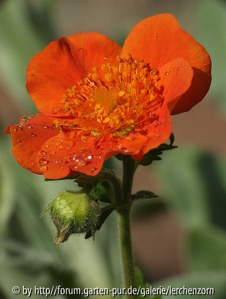 Nelkenwurz (Geum coccineum)