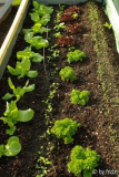 hochbeet090415.jpg