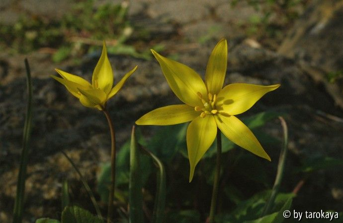 tulipa australis2
