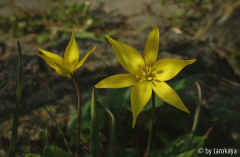tulipa australis2