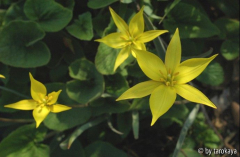 tulipa australis