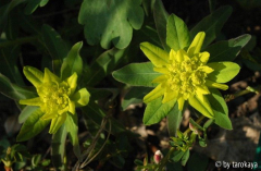euphorbia polychroma2