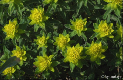 euphorbia polychroma