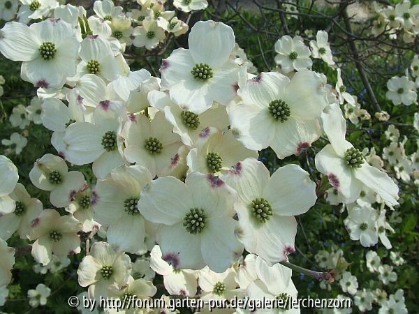 Blumen-Hartriegel (Cornus florida)