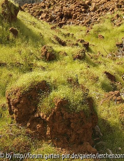 Substrat-Haufen an märkischen Feldrändern.