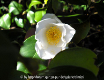 2009_Alba Simplex