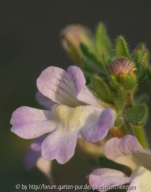 Orant (Chaenorrhinum origanifolium)