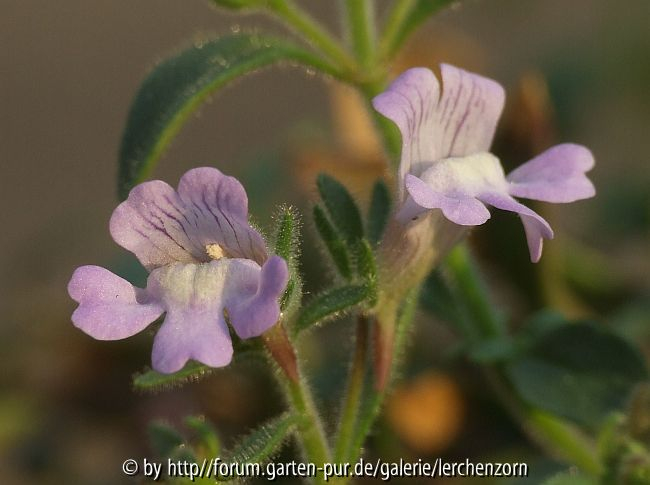 Orant (Chaenorrhinum origanifolium)