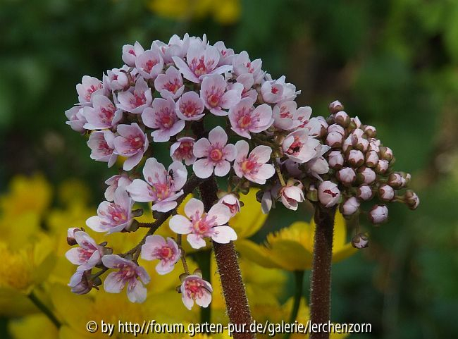 Schildblatt (Darmera peltata)