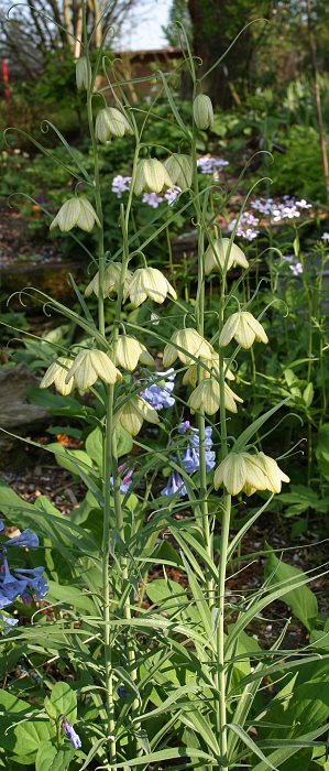 Fritillaria thunbergii