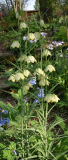 Fritillaria thunbergii