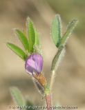 Platterbsen-Wicke (Vicia lathyroides)