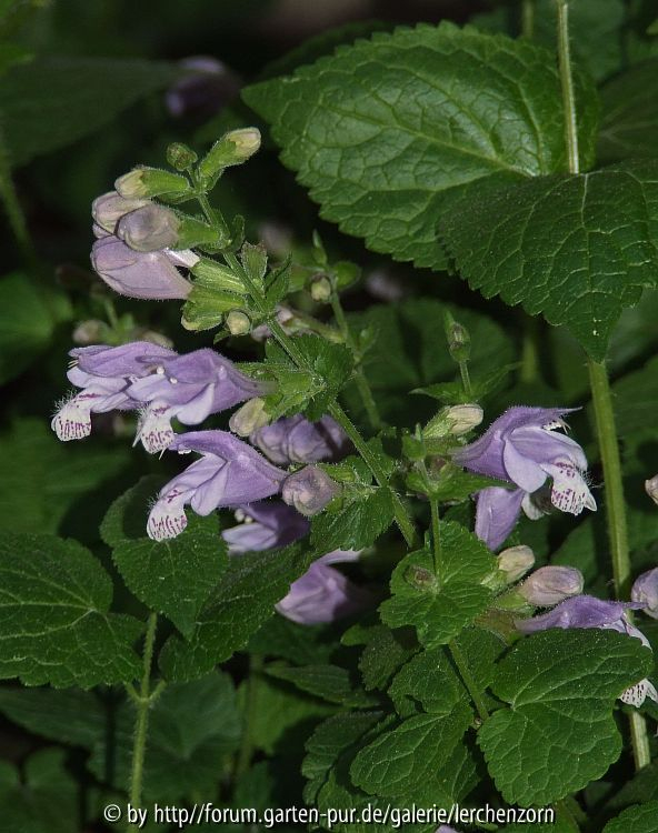 Blaunessel (Meehania urticifolia)