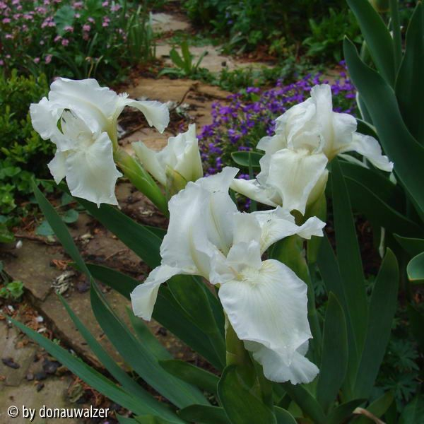 White Gem