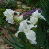 White Gem