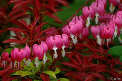 Dicentra 1 19-04-2009