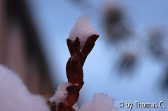 Schneehäubchen in einem Rosentrieb