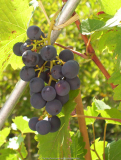 Früher Blauburgunder