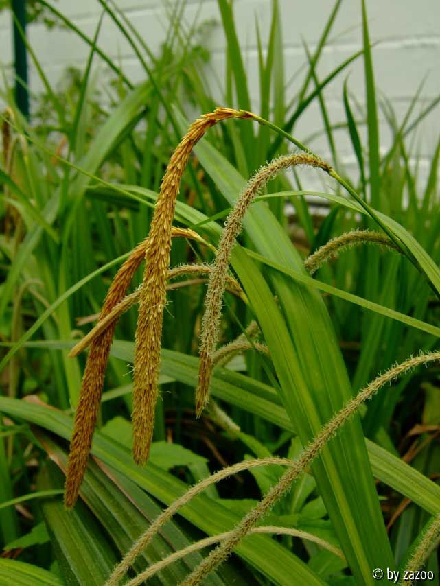 Blüte unbekanntes Gras