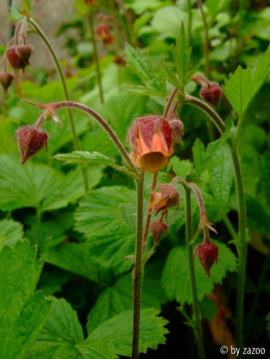 Unbekannte Staude III Blüte
