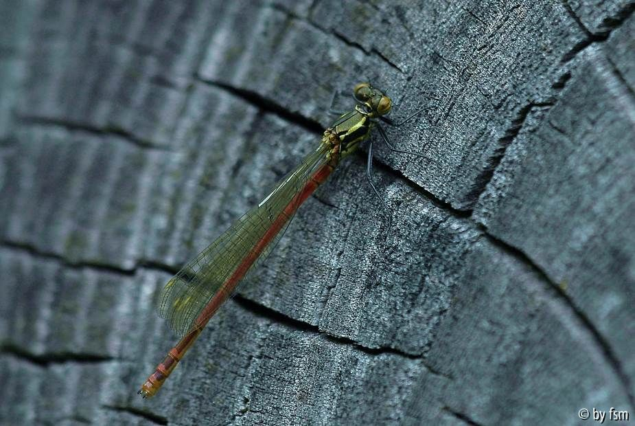 Libelle x 1 25-04-2009