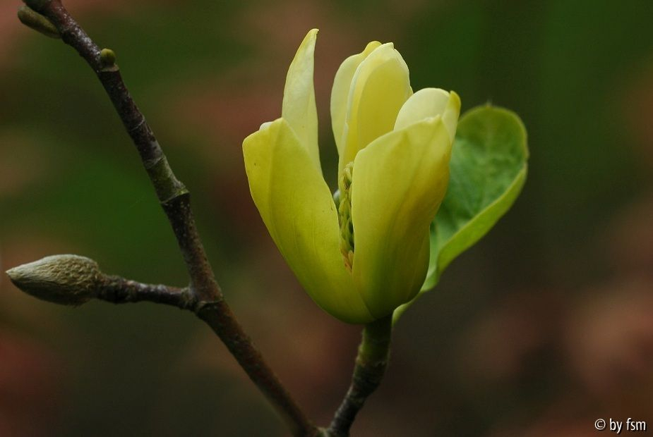 Magnolia X 1 19-04-2009