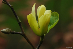 Magnolia X 1 19-04-2009