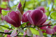 Magnolia x soulangiana _Rustica Rubra_ 1 19-04-2009