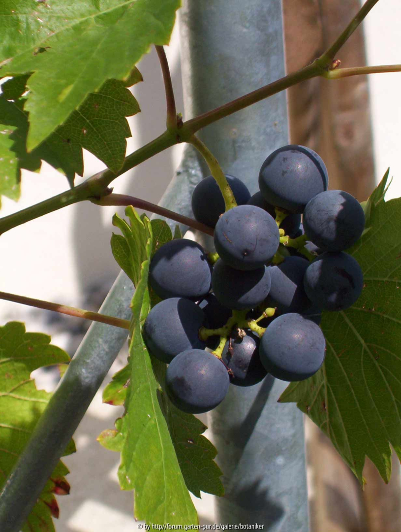 Früher Blauburgunder II