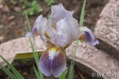 Zwerg-Iris 1