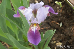 zwerg-Iris 2