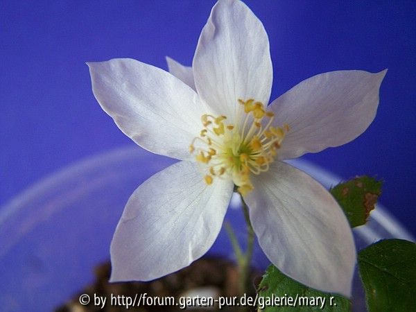 Stella  Scarborough X Small Maiden`s Blush
