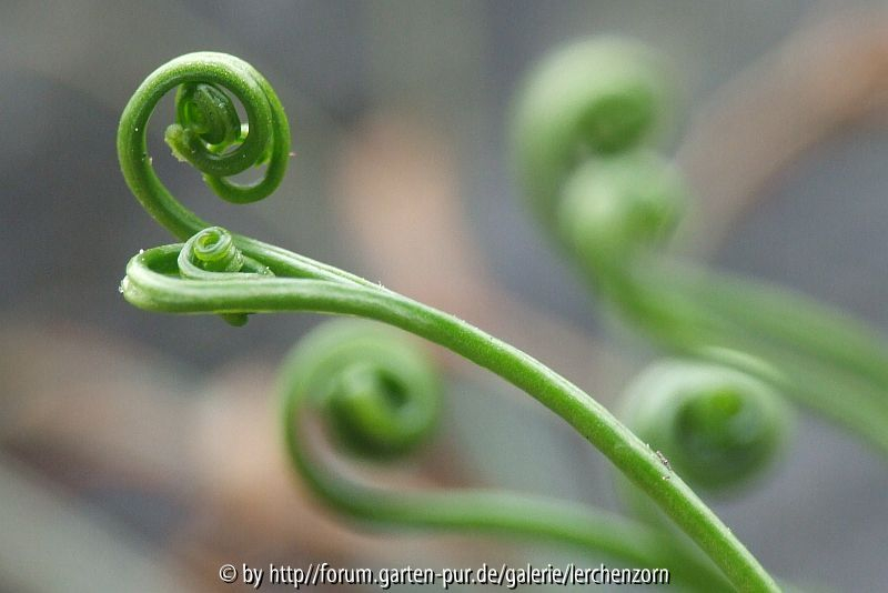 Nördlicher Streifenfarn (Asplenium septentrionale)