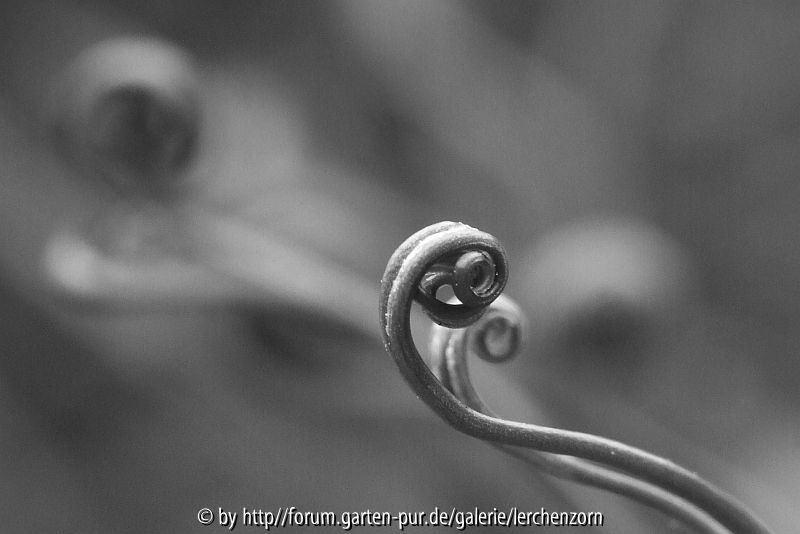 Nördlicher Streifenfarn (Asplenium septentrionale)