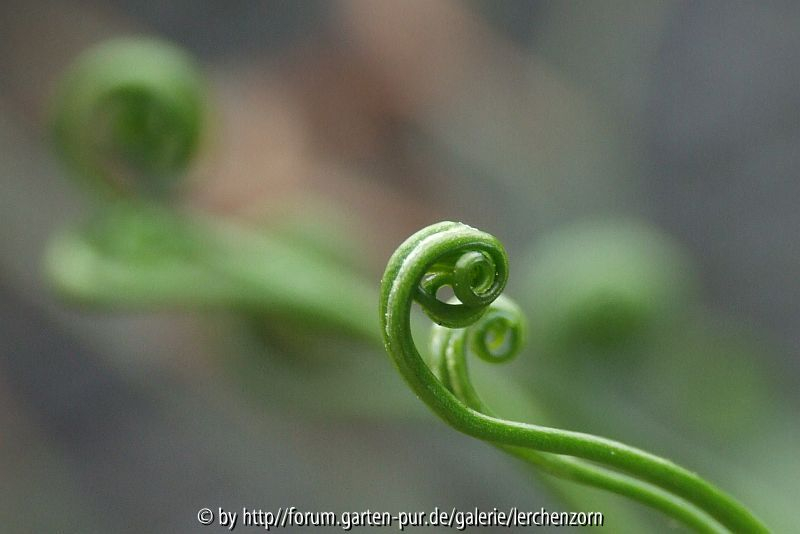 Nördlicher Streifenfarn (Asplenium septentrionale)