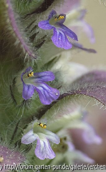 Pyramiden-Günsel (Ajuga pyramidalis)