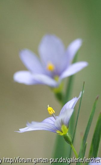 Grasschwertel (Sisyrinchium angustifolium)