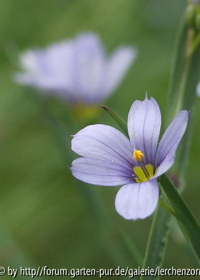 Grasschwertel (Sisyrinchium angustifolium)
